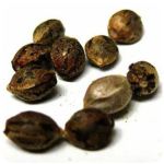 Семена марихуаны АК-47  (Seeds AK-47) в Сосногорске
